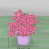 Snoei azaleas