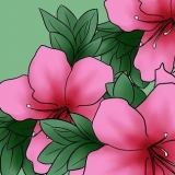 Versorging van azaleas