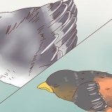 Babyvogels identifiseer