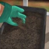 Voortplanting van bamboes
