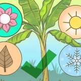 Snoei piesangbome