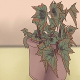 Groeiende begonias