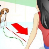 Begrijp wat jy hond wil