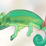 Bepalen van 'n kameleon mannelijk of vroulik is