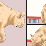 Bepalen of 'n kat rabiës het