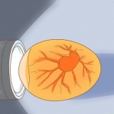 Bepalen of het ei van 'n vogel onvrugbaar is