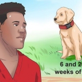 Bepalen of je hond parvo het