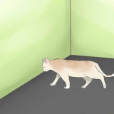 Bepalen of je kat blind is