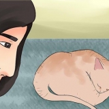 Bepalen of je kat dood is