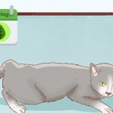 Bepalen of je kat zwanger is