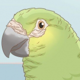Bepalen of je vogel mijten het