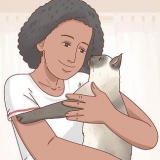 Besluiten van 'n siamese kat geskik is vir jou