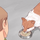 Besluiten of je je kat moet laat inslapen