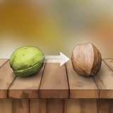 Herken bitters