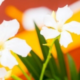 Hou blomme langer vars