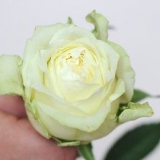 Verf blomme