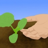 Groeiende kantaloepe