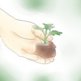 Krisante plante
