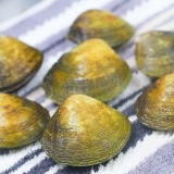 Stoom mossels