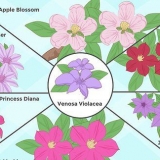 Kweek clematis