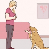 Communiceren met jou hond