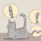 Communiceren met je kat