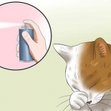 Behandeling van konjunktivitis by katte