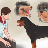 Controleren of je hond gesond en tevrede is