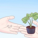 Kweek courgette