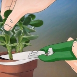 Groeiende crassula ovata