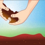Voorbereiding van die grond vir tamatieplante