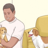 Die eetlust van honde vergroot