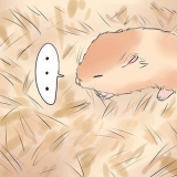 Die gebroken poot van je hamster behandel