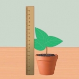 Meting van die groeitempo van plante