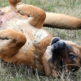 Die jeukende oren van 'n hond verlichten