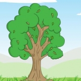 Bepaling van die ouderdom van 'n boom
