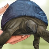 Die ouderdom van 'n schildpad bepaal