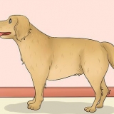 Die lengte van 'n hond meten