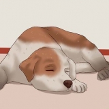 Die nagels van 'n hond knippen