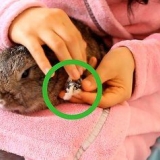 Die nagels van 'n konijn knippen