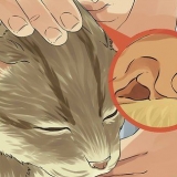 Die oren van je kat skoonmaak