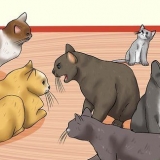 De tekenen van kattenmishandeling herkennen