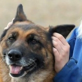 Die temperatuur van jou hond meten sonder 'n termometer te gebruik