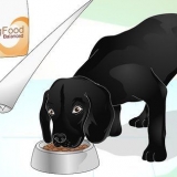 Die wag van 'n hond laat glanzen