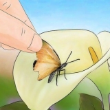 Die vleugel van 'n vlinder herstel
