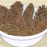 Bewaring van dennebolle