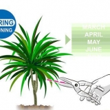 Snoei dracaena
