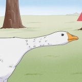 Een aanval van 'n gans stop