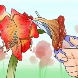 Om 'n amaryllis weer te laat blom