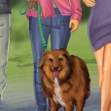Een australiese herder trainen